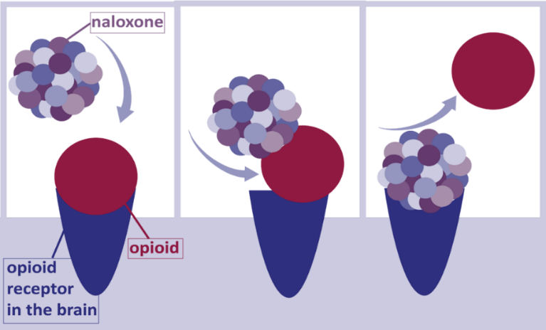 image of naloxone replacing opioids in the opioid receptor of the brain